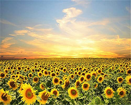 Zdklfm69 Malen nach Zahlen Ölgemälde nach Zahlen Sonnenblume Landschaft Acrylbild Ölgemälde Sonnenuntergang handgemalt auf Leinwand Geschenk Wandkunst 40x50cm