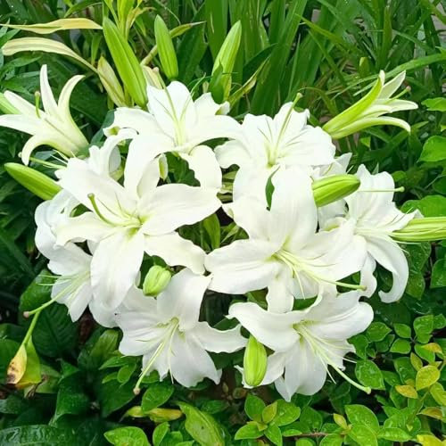 2 pcs lilien zwiebeln winterhart mehrjährig - garten pflanzen winterharte, lilie blumenwiese topfpflanzen bodendecker sommerblumen bonsai topf winterharte kübelpflanzen, stauden winterhart