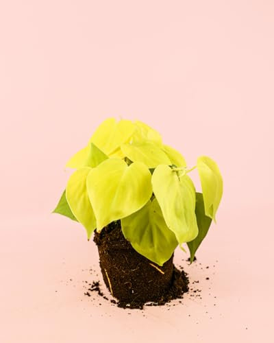 Philodendron Lime | Plantas Naturales Interior | Pur Plant
