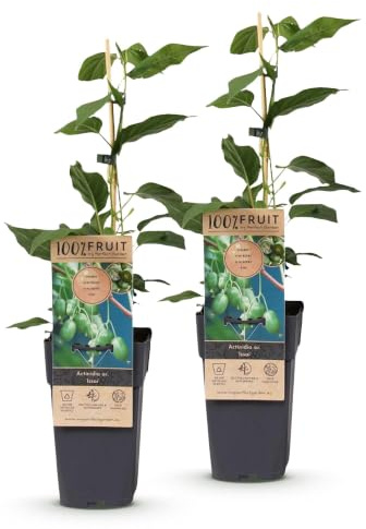 Green boutiQ - Obstpflanze - Actinidia arguta Issai - Kiwi-Pflanze - Selbstbestäubend - Grüne Frucht - 2 Pflanzen - Topf 15cm - Höhe 50cm