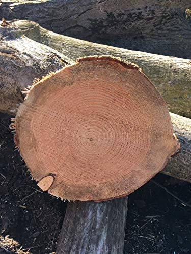 KJR Holzmanufaktur Baumscheibe, Holzscheibe,ca. 40x5 cm, basteln, Holz,Douglasie