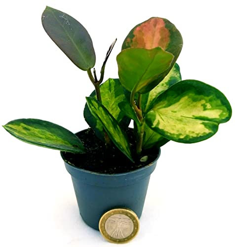 POWERS TO FLOWERS - HOYA TRICOLOR LIZA MINI, IDEALE PER TERRARIUM, pianta vera