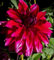 Ausverkauf : Dahlienknolle : Dahlia - Deko Dahlien  Babylon Purpur  1 Knolle/Rhizom