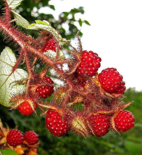 Rare 4 Semi di gelso Giappone (Vino Lampone) H403 Giapponese Wineberry Seeds:Seeds Only
