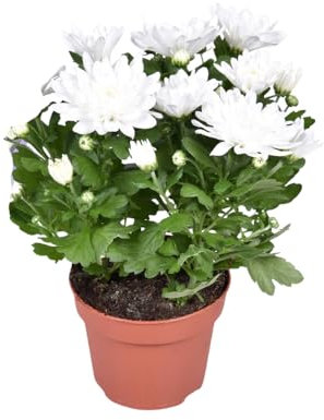 Chrysanthème courageux - 26cm - Ø12cm - Plante d'intérieur - Vert persistant