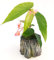 POWERS TO FLOWERS - BEGONIA TAMAYA, CORALLINA, TAMAIA, IN VASO CERAMICA TRONCO, versione mini, pianta vera