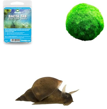 vdvelde.com - Bio Süßwasserschnecken + Mooskügeln 10 Stück für den Teich oder Aquarium - Gastropoda Wasser filternde Wasserschnecken - Verhindert Algenbildung und hält den Teich sauber und klar