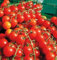 Sweet Million Tomatensamen - 10 MENGE SAMEN