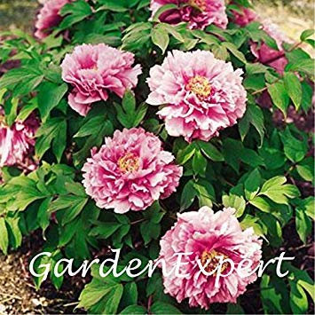 Vista 20 stücke Rosa Pfingstrose Samen Baum Pfingstrose Samen Pfingstrose 'Yachiyotsubaki' Blumensamen Bonsai Pflanze DIY Hausgarten