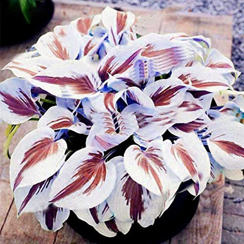 Saterkali Mischfarbe Hosta Plantaginea-Samen, 200 Stück Mischfarbe Hosta Plantaginea-Samen Duftende Wegerich-Bonsai-Dekorpflanze Lila Weiß Hosta-Samen