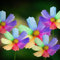 300 Stück Erstaunliche Regenbogen Farbe Chrysanthemen Samen Blume Samen Home Garten Dekor Gartensamen für das Pflanzen jetzt