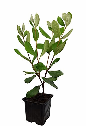 Seedeo® Ananas Guave (Acca sellowiana) Pflanze ca. 20 cm hoch