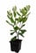 Seedeo® Ananas Guave (Acca sellowiana) Pflanze ca. 20 cm hoch