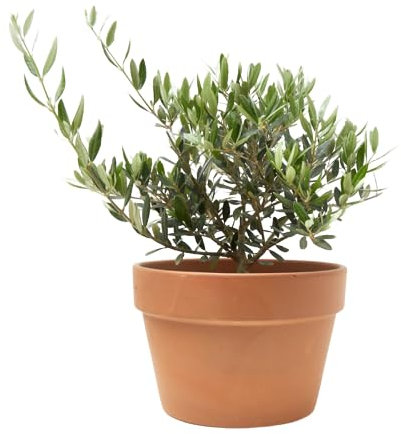 Mini Olivo con Maceta de Cerámica DECOALIVE Planta Natural