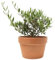 Mini Olivo con Maceta de Cerámica DECOALIVE Planta Natural
