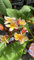 Pianta di Plumeria Captivate, frangipane, H 60cm, foto reali