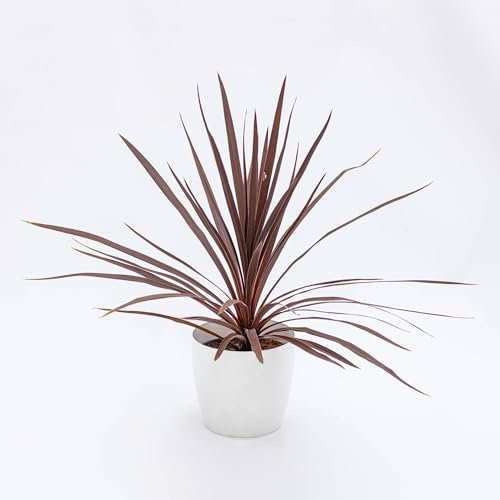 Pianta vera di Cordyline fruticosa Red Sister - Diametro Vaso Ø 15 cm