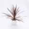 Pianta vera di Cordyline fruticosa Red Sister - Diametro Vaso Ø 15 cm