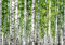wandmotiv24 Fototapete Birkenwald Nahansicht Dicht, M 250 x 175 cm - 5 Teile, Wanddeko, Wandbild, Wandtapete, Birken Bäume Wald Blätter M5835