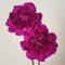 semillas de clavel para balcón semillas de pradera, plantas de sombra claveles, claveles Decoración de jardín para exteriores, alfombra de flores. flores de jardín, hierbas semillas de 40pcs