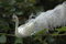 condecoro Schwan Glasvogel Christbaumschmuck Clipvogel Weiss