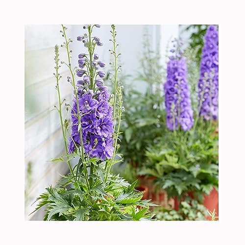 3 Delphinium Mighty Atom 9cm Established Plant - Perennial Larkspurs, Fantastic, Stunning, Divine Delphiniums. All pots Labelled