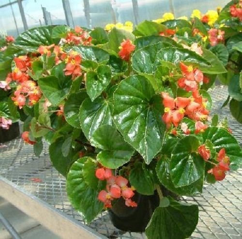 Semi Begonia Higro Rosso 50 Il pellet semi di semi di fiore di cera begonia Semi