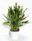 CALA - LIRIOS DE AGUA- CALAS. DE COLOR VARIADO ¡¡¡ PLANTA NATURAL ¡¡¡ altura: 40 cm aproximado, contenedor 14 cm. ENVIOS SOLO PENINSULA