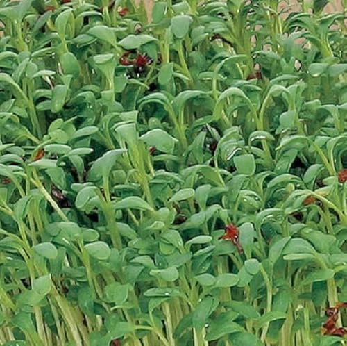 Buzzy® Bio Sprossen Gartenkresse (Lepidium sativum)