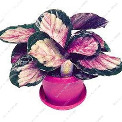 Seltene Caladium-Samen, Caladium-Pflanzen, Zitat; Elefantenohr & Zitat; Bonsai Blumensamen Mehrjährige Everygreen Blumentopf Für Hausgarten 50 Stück