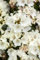 Rhododendron 'Gartendirektor Rieger' - Winterharte Gartenazalee, Blühender Zierstrauch, Rosa Blüten, 60-70cm