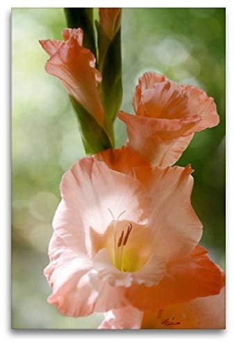CALVENDO Leinwand · Premium Textil-Leinwand 80 cm x 120 cm hoch Gladiole