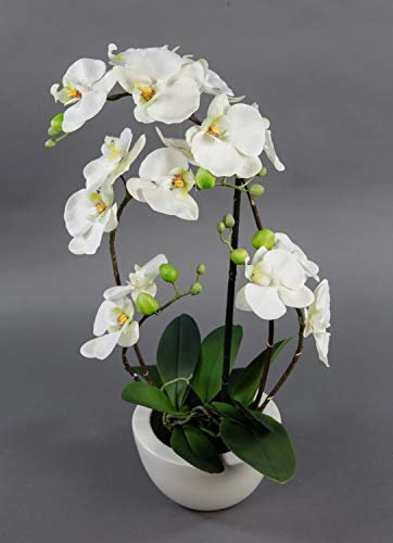 Seidenblumen Roß Orchidee Real Touch 58x28cm weiß in weißer Keramikschale GA Kunstblumen Kunstpflanzen künstliche Phalaenopsis Blumen Pflanzen