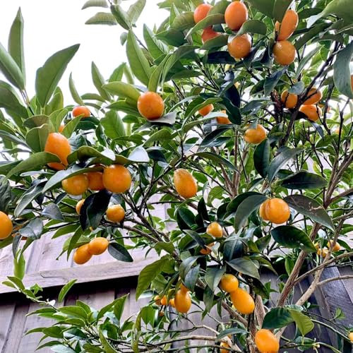 90 pcs kumquat baum kaufen samen, säulenobst, geschenke kumquat pflanze, Citrus japonica, sukkulenten samen, gartensamen säulenobstbäume, garten säulenobst winterhart, samen zwergobstbäume