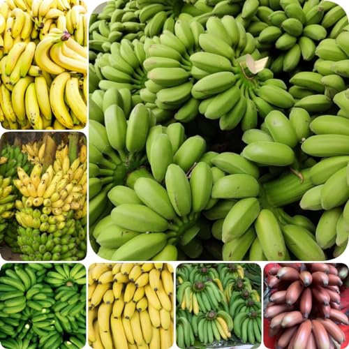 400 pcs Bananensamen, Musa nana säulenobst winterhart Bananenpflanz Samen Winterhart bonsai samen, winterharte pflanzen für balkon saatgut alte sorten bonsai baum, gewächshaus obstsamen