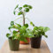 SMPLY. | Pack 3 Plantas Vivas de Interior 2x Potos/Potus/Pothos + 1x Pilea Peperomioides Planta del Dinero Chino | Planta Popular Casa u Oficina | Embalaje Protector y Tierra Húmeda