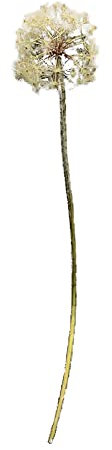 HTI-Living Kunstblume Pusteblume Flora Höhe 91 cm