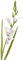 HUFFA Künstliche Blume, einzelner Zweig, Gladiole, Tischdekoration, Kunstblume, Heimdekoration, Florale Hochzeit, Landschaftsbau (Color : Weiß)