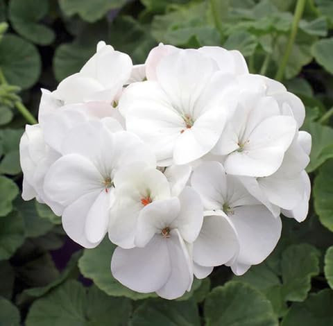 80pieces White Geranium Flower Seeds