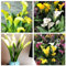 Bulbos de cala - Colores variados - Juego de varios bulbos - Plantas perennes de floración estival-2bulbos-E