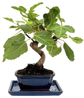 I Giardini di Giulia | Bonsai Ficus Carica 7 Anni in Vaso di Ceramica con Sottovaso | Pianta Vera Fruttifera da Interno ed Esterno | Fogliame Palmato e Radici Aeree in Formazione | Frutti Ornamentali