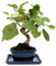 I Giardini di Giulia | Bonsai Ficus Carica 7 Anni in Vaso di Ceramica con Sottovaso | Pianta Vera Fruttifera da Interno ed Esterno | Fogliame Palmato e Radici Aeree in Formazione | Frutti Ornamentali