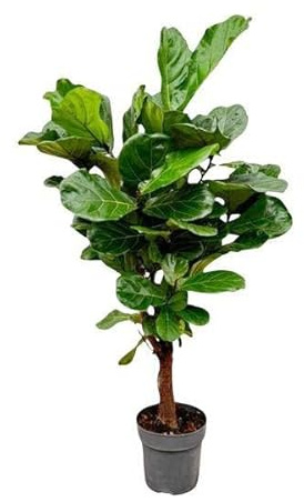 Geigenfeige Ficus Lyrata Zimmerpflanze Ø27 cm 130 cm | pflegearm, für Wohnraum und Arbeitsplatz, dekorativer Wuchs, für helle Standorte