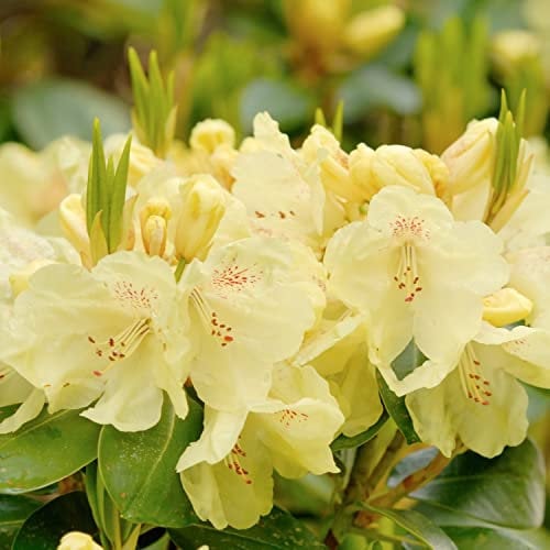 Rhododendron Plant 'Swift' Dwarf Evergreen Rhododendron Yellow Blooms Hardy Shrub Easy to Grow Your Own Outdoor Garden Flower Plants 1x 3-Litre Potted Plant by Suttons (1 x 3 Litre Pot)