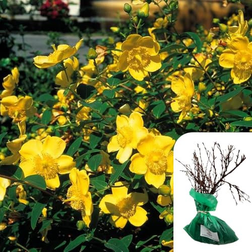 1 x Rosa Hypericum Hidcote – Yellow Shrub Rose, RHS Award-Winning, Compact 1m Height, Fragrant Yellow Blooms for Borders & Hedges- When Only The Best Will Do - Top Grade “A” Roses