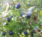 Heidelbeere Blaubeere Vaccinium 'Blue Crop' 30-40 cm Obst winterhart Freilandaufzucht
