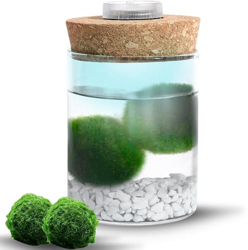 Pierres blanches Mini Moss