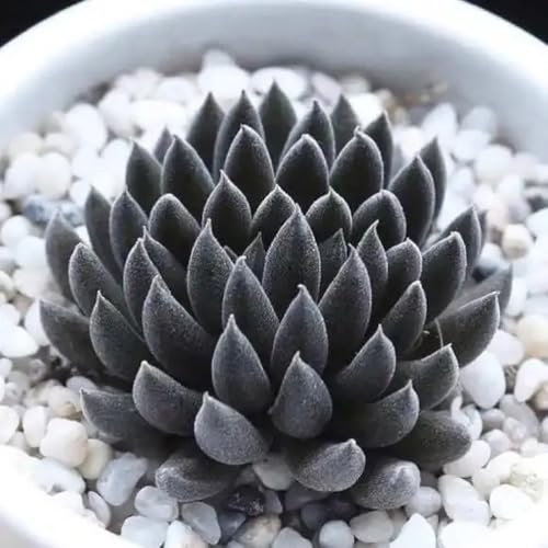 Semillas de suculentas, plantas suculentas reales, Plantas de oficina, sombra resistentes. perennes, perennes resistentes, en maceta verdes, jardín Planta colgante real para 300pcs