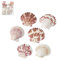 CREATIV DISCOUNT Set Muscheln II, Circa 50g