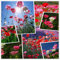Semi di fiori di papavero (50g = 400000 +) Semi di fiori da esterno facili da vivere Semi di mais misto Primavera e autunno Pianta rustica Giardino balcone Pianta in vaso (10g)